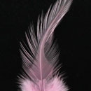 Pointy Hackle Feathers 12pcs